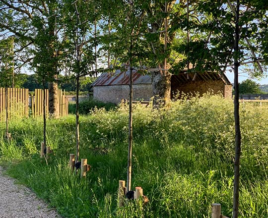 pleached hornbeam