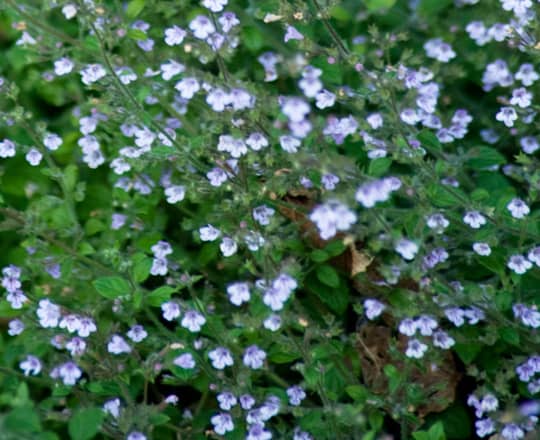 garden planting