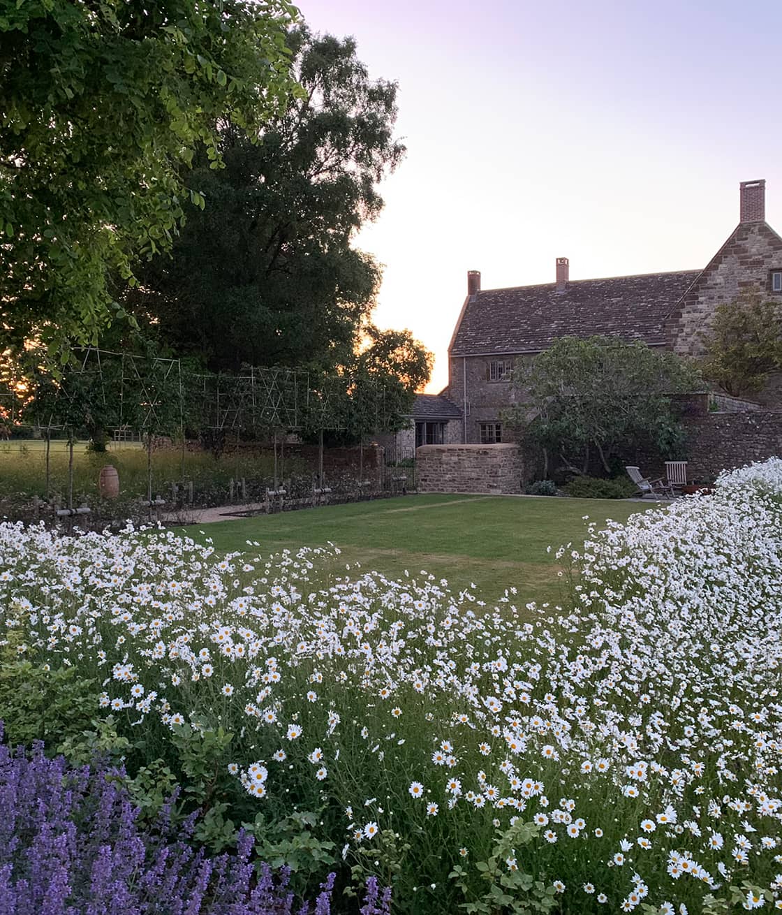 ox-eye daisies