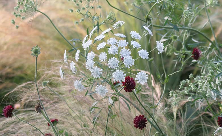 country garden planting