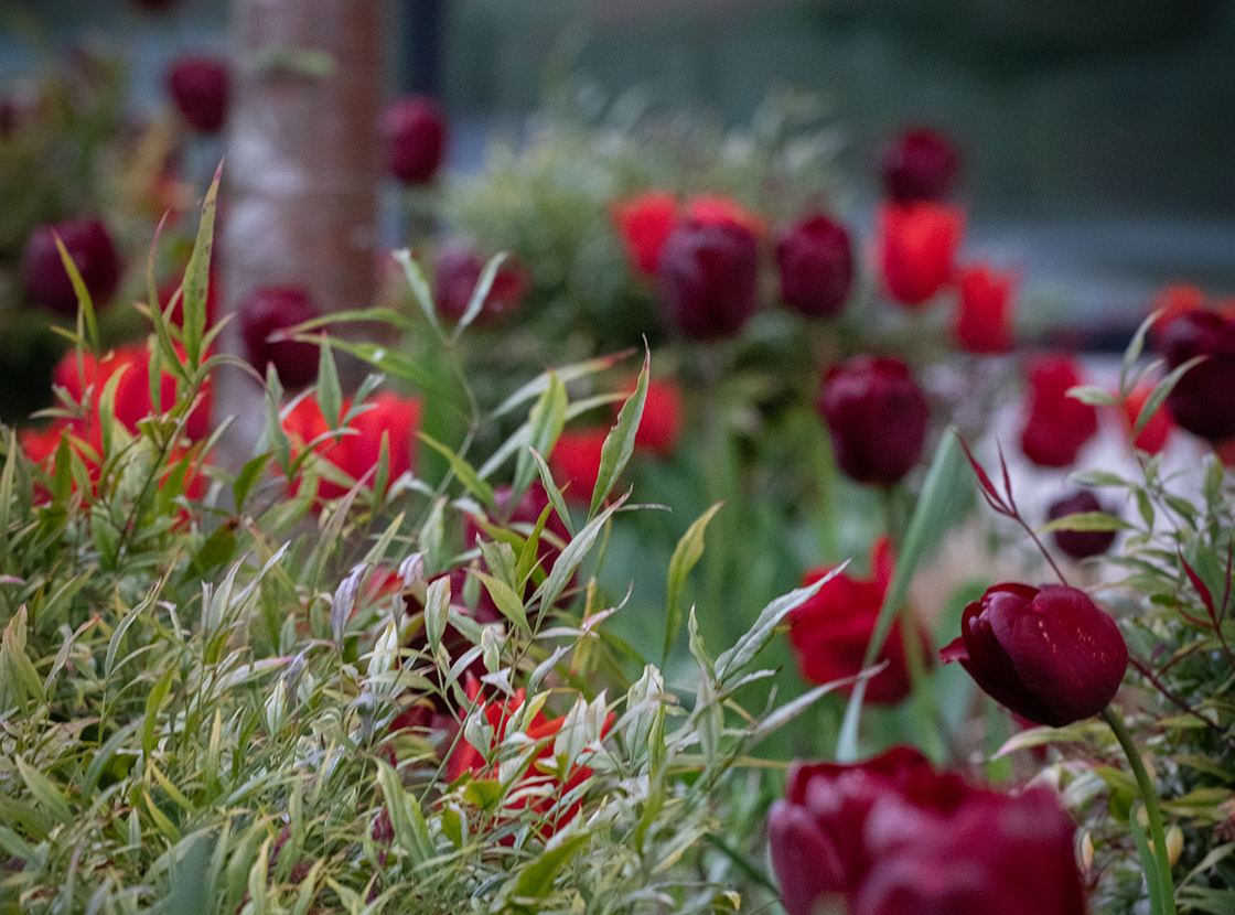 tulips